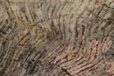 Strelley Pool Stromatolite Section - Billion Years Old #221573-1